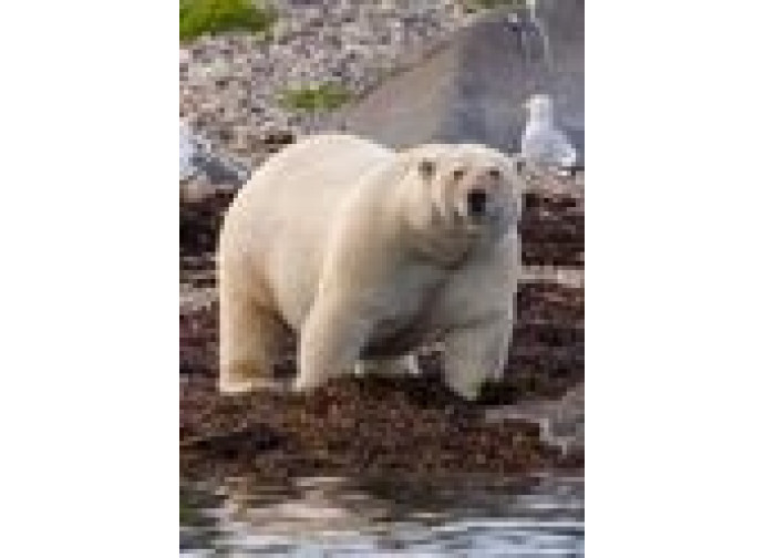 Orso polare fotografato a Churchill in agosto Orso polare fotografato a Churchill in agosto